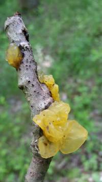 Tremella mesenterica image