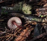 Mycena mariae image