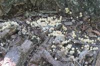 Coprinellus disseminatus image