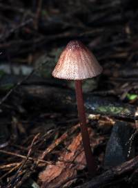 Mycena mariae image