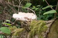 Polyporus squamosus image