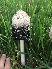 Coprinus comatus image