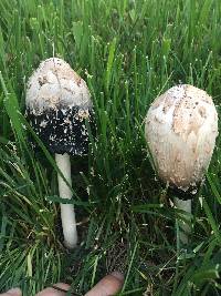 Coprinus comatus image