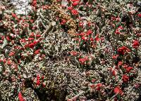 Cladonia cristatella image