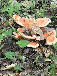 Laetiporus cincinnatus image