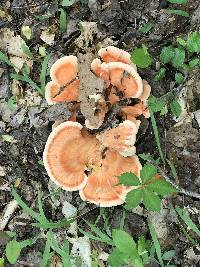 Laetiporus cincinnatus image