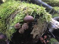 Psathyrella echinata image