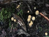 Coprinellus disseminatus image