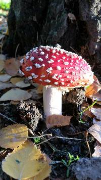 Amanita muscaria image