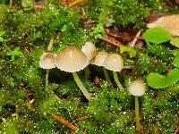 Mycena epipterygia image