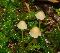 Mycena epipterygia image