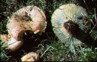 Image of Lactarius deliciosus