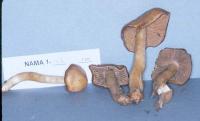 Cortinarius renidens image