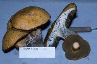 Suillus tomentosus image