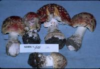 Amanita muscaria var. flavivolvata image