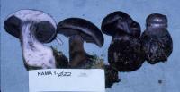 Cortinarius violaceus image