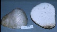 Calvatia booniana image