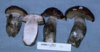 Image of Leccinum brunneum