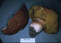 Boletus pinicola image