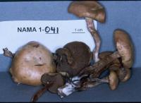 Kuehneromyces mutabilis image