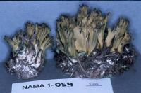 Ramaria abietina image