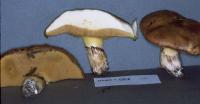 Suillus pseudobrevipes image