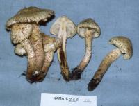 Pholiota squarrosa image