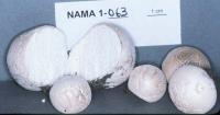 Lycoperdon subcretaceum image