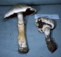 Agaricus silvicola image