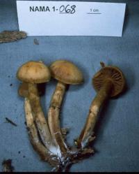 Cortinarius gentilis image