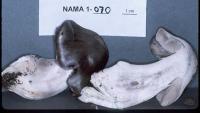 Tricholoma virgatum image