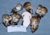 Cortinarius crassus image