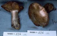 Cortinarius diosmus image