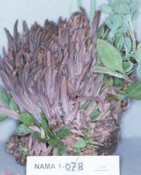 Alloclavaria purpurea image