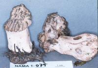 Morchella elata image