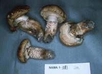 Tricholoma focale image