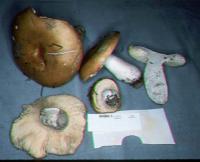 Russula decolorans image