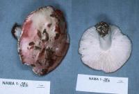 Russula montana image