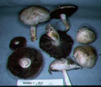 Agaricus campestris image