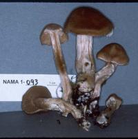 Cortinarius rigens image