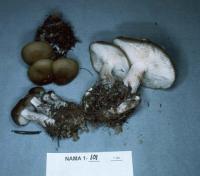 Image of Agaricus aggregatus