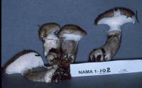 Hygrophorus fuscoalboides image