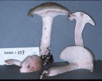 Hygrophorus erubescens image