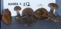 Image of Inocybe dulcamara