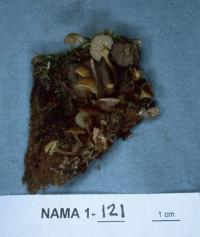 Xeromphalina campanella image