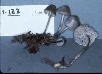 Mycena leptocephala image