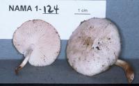 Collybia bakerensis image