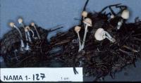 Mycena flavoalba image