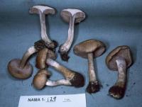 Image of Cortinarius caninus