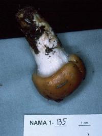 Cortinarius mucosus image